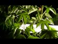 Cotton at Night 