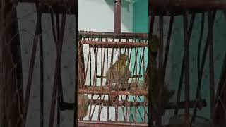 Download lagu Denak Tua Burung merbah lekir #shortvideo #short #shorts mp3