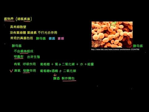 觀念 菌物界 真菌 自然 均一教育平台 觀念 菌物界 真菌 自然 均一教育平台