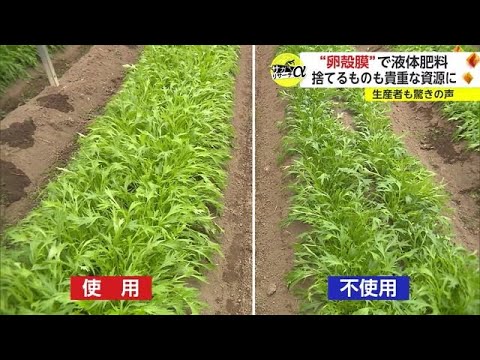 蘭の卵の殻: 最適な開花のためにこの天然肥料について知っておくべきことすべて  庭園