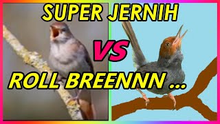 Download lagu Masteran Common Nightingale Sikatan Londo vs Prenjak Betina Gacor Ngetir Rapat Tajam Jernih Panjang mp3 Download lagu Masteran Common Nightingale Sikatan Londo vs Prenjak Betina Gacor Ngetir Rapat Tajam Jernih Panjang mp3