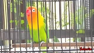 Download lagu Pancingan Lovebird Jantan Konslet.. Lovebird Cuek Manapun Langsung Nyaut n Ikut Ngekek.. mp3