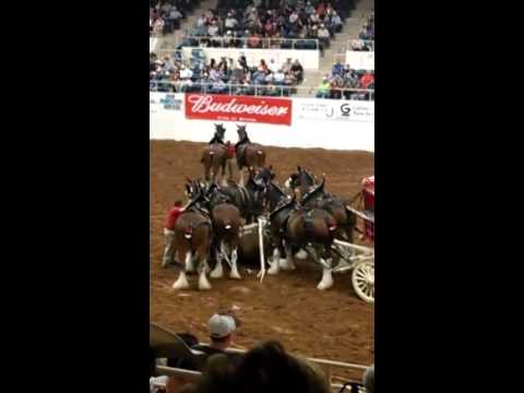 , title : 'Budweiser Clydesdale Horses accident'