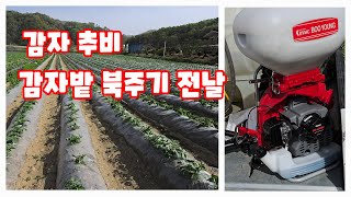 감자 추비 2024 감자 심은지 34일 북주기 전 비료 주기 종류 방법 [감자재배방법]