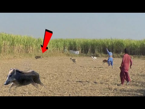 New Shakar faqkeer aali nasdeek tonsa barg haid 12-17-2020