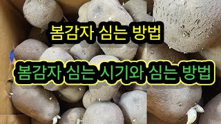 봄감자 심는 방법, 봄감자 심는 시기와 심는 방법