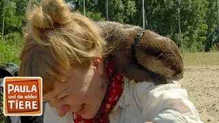 Download lagu Ein Otter namens Nemo | Reportage für Kinder | Paula und die wilden Tiere mp3