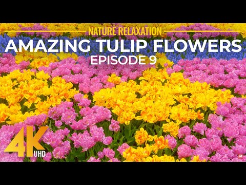 Amazing Flower Fields of Skagit Valley - Tulip Festival of 2022 - 4K Relaxation Video, Episode 9