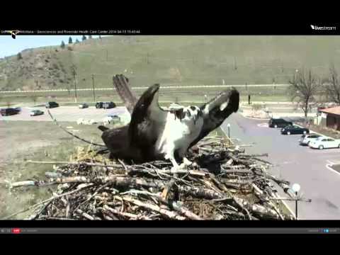 2014 Hellgate Osprey Cam-April 19, 2014 @ 1736 hrs EST. ©lehemt.