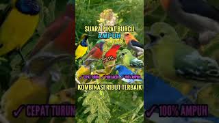 Download lagu Suara pikat burcil 🕊️ ribut kombinasi terbaik#shorts #pikatburung #sogon #pikatburcil #burcil mp3 Download lagu Suara pikat burcil 🕊️ ribut kombinasi terbaik#shorts #pikatburung #sogon #pikatburcil #burcil mp3