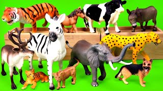 Wild Animals Matching For Kids - Zebra, Tiger, Cow, Cheetah, Elephant
