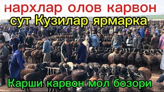 Download lagu 8,02,2026,Карши   Карвон мол бозори Сут Кузилар 😂 олов . qarshi karvon mol bozori quzilar narxlari  mp3