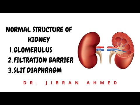NORMAL KIDNEY STRUCTURE II GLOMERULUS II FILTRATION BARRIER II SLIT DIAPHRAGM II ROBBINS 10TH E II