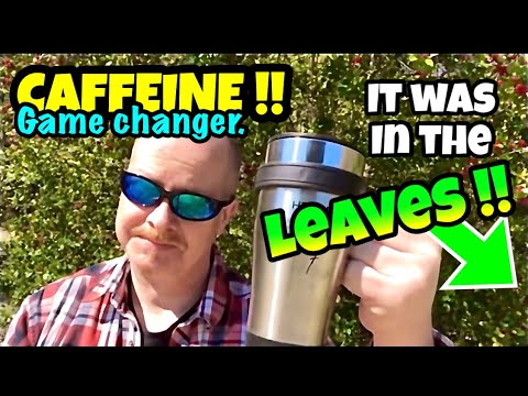 SHTF Coffee Substitute with CAFFEINE!!! ☕️