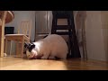 Cat Eats Mouse