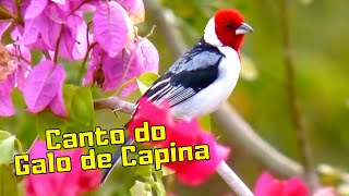 Galo de Campina Cantando - Galo de Campina Cantando de Aoite - Passaro Cantando