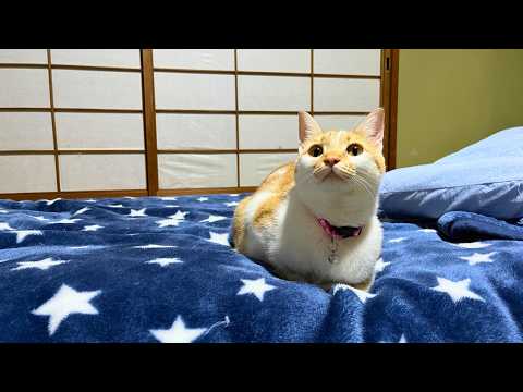 Cat Paradise in Japan🐈Japanese cat hotel ryokan｜13 Cats in your room!
