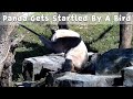 Panda Gets Startled By A Bird | iPanda