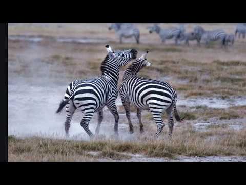 What sound does a zebra make?