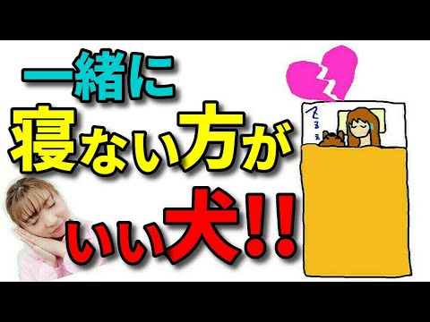 子犬を一晩中寝かせるにはどうすればいいですか?