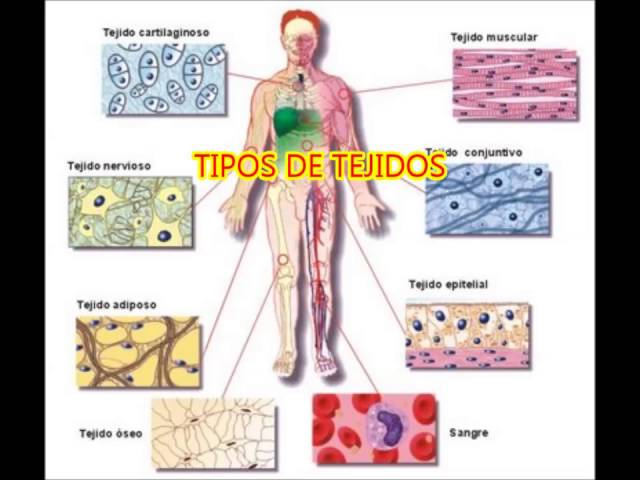 Vídeo relacionado con Sisinio de Castro. Manual de Patología general