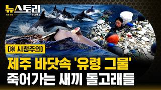 해양 쓰레기+선박 투어+풍력 발전='바다의 덫' 돌고래 도대체 살 수가 없어요 | SBS 뉴스토리