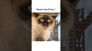 Never in my 9 lives ahh cat