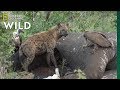 Here's What Happens After an Elephant Dies | Nat Geo Wild