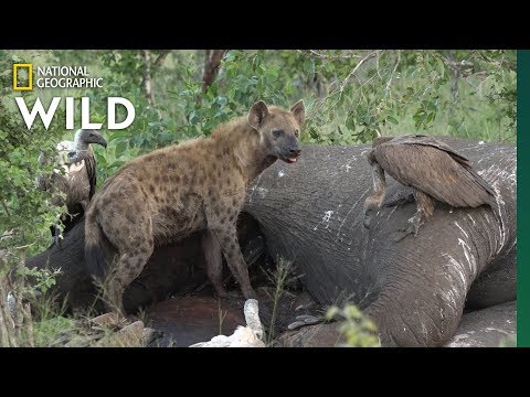 What Happens After an Elephant Dies | Nat Geo Wild