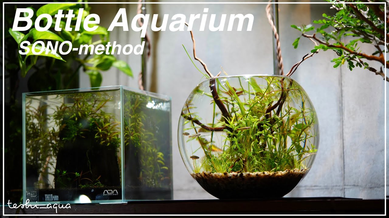 ボトルアクアリウム立上げからアカヒレのお迎えまで/aquarium/vlog/#38