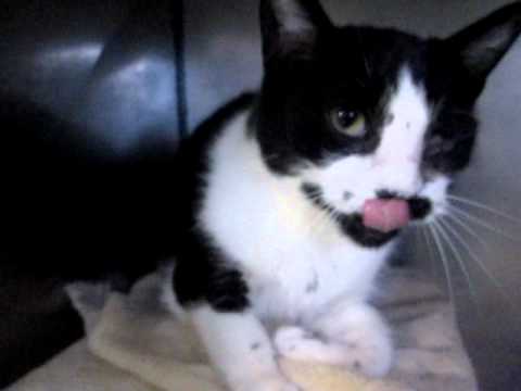 Nyssa, 8 yr black and white love cat w/ black freckles, purry, sweet, owner died