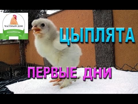 Цыплята Пошаговый уход #1 первые дни
