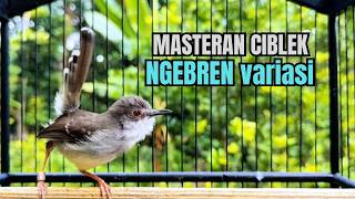 Download lagu SUARA BURUNG CIBLEK GACOR NGEBREN PANCINGAN Ciblek Semi bahan jadikan ciblek kristal GACOR TARUNG mp3