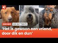 Honden stelen de show op Van Heekplein in Enschede