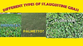 What Is Best Type Of St. Augustine Grass! Bitterblue/Classic/Floratam/Palmetto/Raleigh/Provista