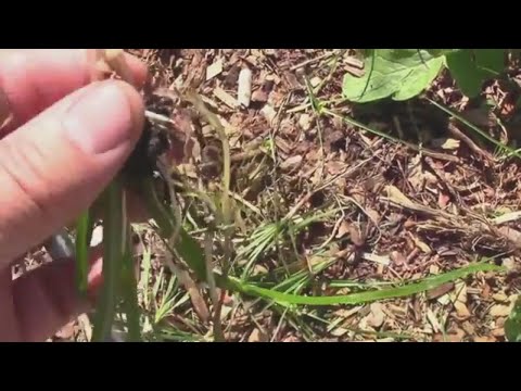 download lagu mp3 mp4 How To Get Rid Of Nutgrass In My Vegetable Garden, download lagu How To Get Rid Of Nutgrass In My Vegetable Garden gratis, unduh video klip How To Get Rid Of Nutgrass In My Vegetable Garden