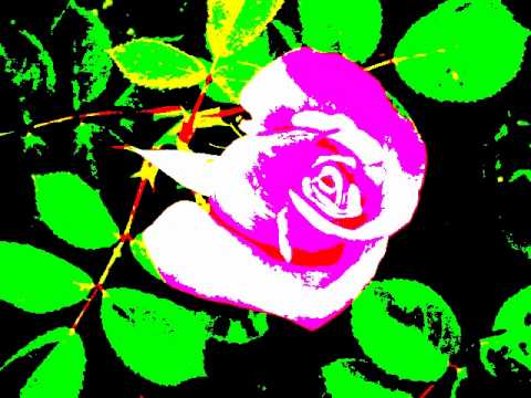 Unaloto by Kalapu Kafataha 'o Aotearoa