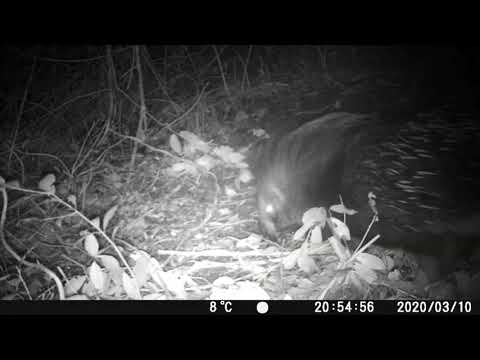 Nottate movimentate in Val Fontanabuona