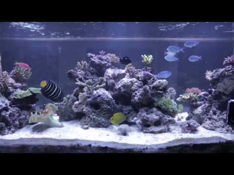 Reef Tank Aquascape