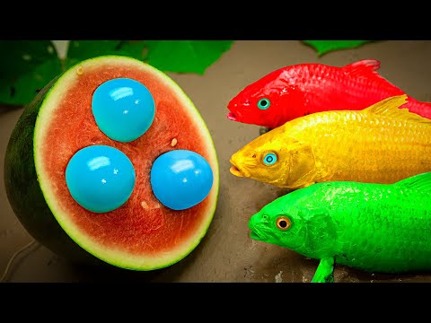Dừng Chuyển Động ASMR - Cá Chép Vàng Và Quả Dưa Hấu Bên Trong Có Trứng Nhiều Màu Sắc | CoCo