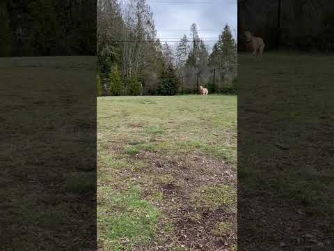 Cu, an adopted Black Mouth Cur in Silverdale, WA_image-1