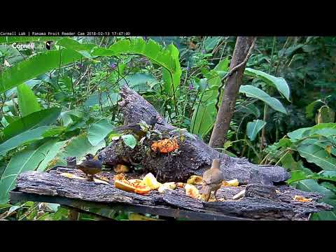 Video 2018 02 13 174659 A TRIO of Dusky faced Tanagers