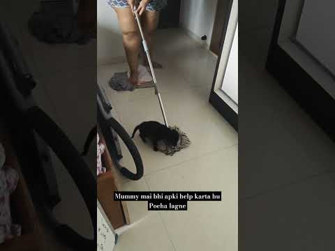 Helping Mom in Household Chores 😲#doglover #dogshorts #dogs #dogwithpocha