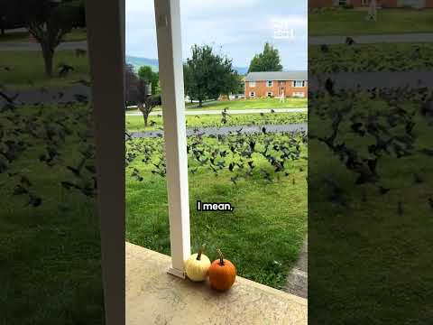 Ces oiseaux ne me laissent pas sortir de chez moi !