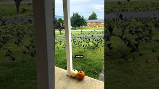 Ces oiseaux ne me laissent pas sortir de chez moi !