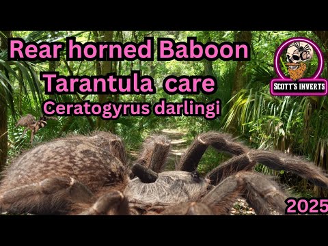 Sklípkavec rohatý (Ceratogyrus darlingi) — terárium, kŕmenie a správanie