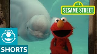 Sesame Street: Elmo and Whale: Love