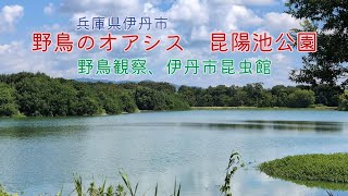 【昆陽池公園】探鳥さんぽしてきました。公園内の伊丹市昆虫館へも行ってきました。兵庫県伊丹市。撮影日25/9/1。#風景 #癒し #野鳥 #昆虫 #公園