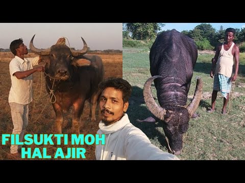 Sahaddula ali vs bhugeswar das bordol