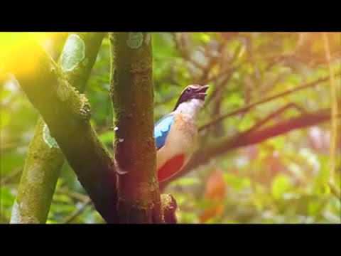 Harpa Cristã instrumental em Flauta Andina jesus te ama